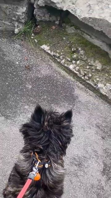 По улицам Мурманска бегает любопытная ласка смотреть онлайн