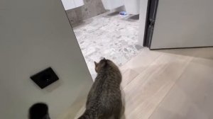 ХАЗЯЕВА ПРИЕХАЛИ К КОРЕШУ ДОМОЙ И НАВЕЛИ СУЕТЫ | У КОРЕША ПОЯВИЛСЯ КОТ | ХАЗЯЕВА УБИРАЮТСЯ