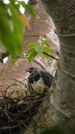 Eerie Sound of a Harpy Eagle Call