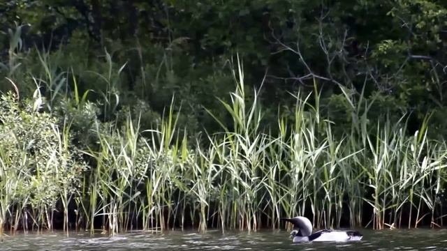 Beautiful day for divers and their chicks смотреть онлайн