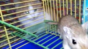 МНОГО Покупок из зоомагазина:3