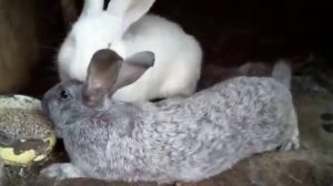 Покрытие самки серебро самцом фландр. Покрытие самки серебро самцом серебро. 08.08.2021