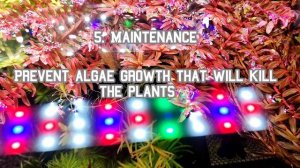 Rotala Blood Red - Care