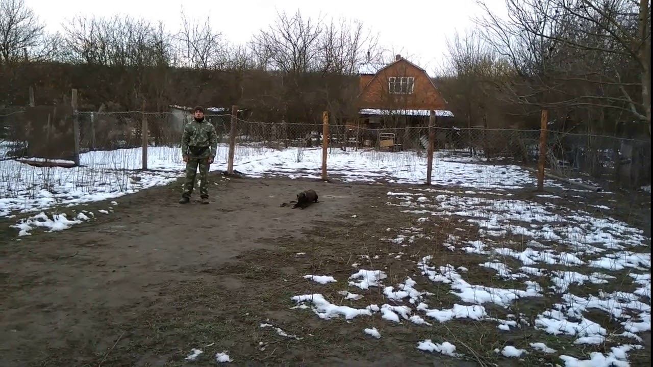 Немецкий боксер 7мес Ричард дрессировка