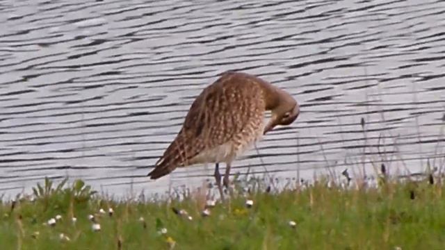 Whimbrel смотреть онлайн