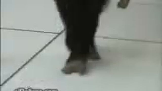 tanes obizyani смотреть онлайн