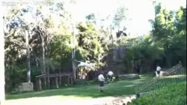 Ржачная подборка с животными смотреть онлайн