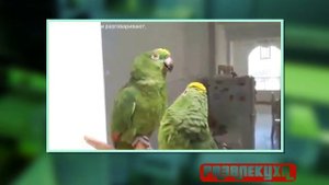 Папугаи певцы