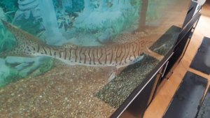 рыба Псевдоплатистома  тигровая. 65см.