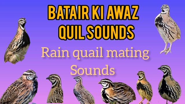 Rain quail sound Chinka batair ki awaz چڑ کا بٹیروں کی سپیشل زبردست آواز صبح والی آواز