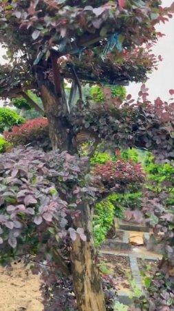 Loropetalum bonsai plant #viral #plant