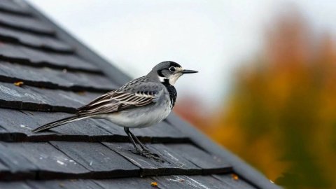 Трясогузкины письма рассказ Николай Сладков аудиосказка для детей #слушатьсказку
