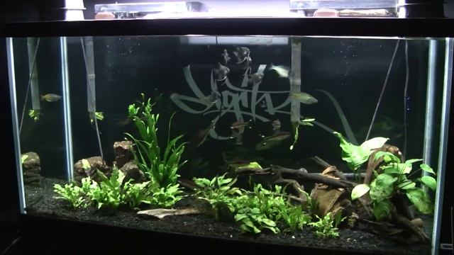 90 GALLON PLANTED TANK (NO CO2) UPDATE *6 LEOPARD ANGELFISH* смотреть онлайн