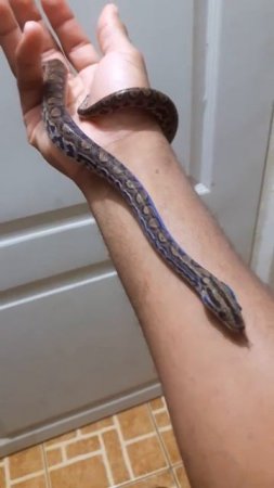 My baby Columbian Rainbow Boa