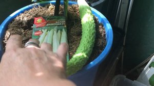 Огурец Белая Анаконда