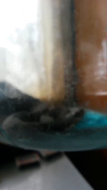 Домашняя змея смотреть онлайн