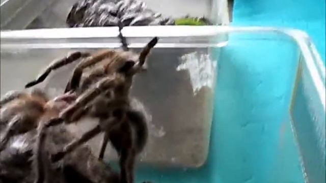 Grammostola Rosea Mating attempt No5 смотреть онлайн