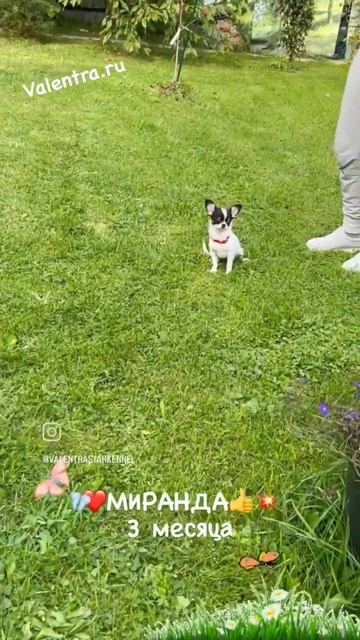 Девочка ШОКОЛАДНЫЙ триколор. #купитьщенка #chihuahua #чихуахуа #щенкичихуахуа #puppy #щенок