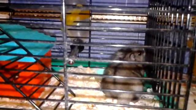 Видео вопросы 🐹 смотреть онлайн