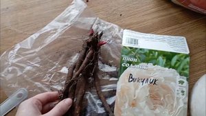 Сажаем пион Соланж (Paeonia Solange) в феврале 2024 года в горшок