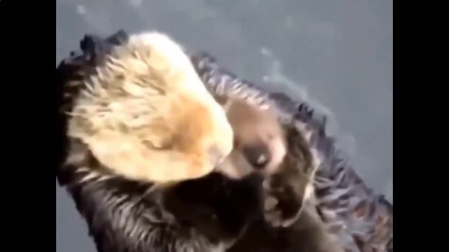 Вот такая мама-выдра смотреть онлайн