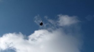 Димитрово Володя  голуби часть 1