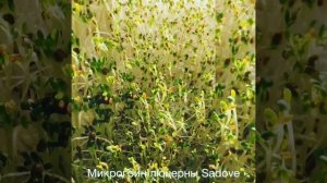 🌱 Микрогрины и сок Люцерны Sadove