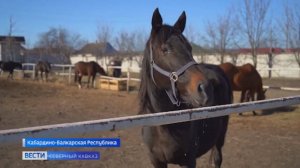 Кабардинская лошадь: символ и гордость республики