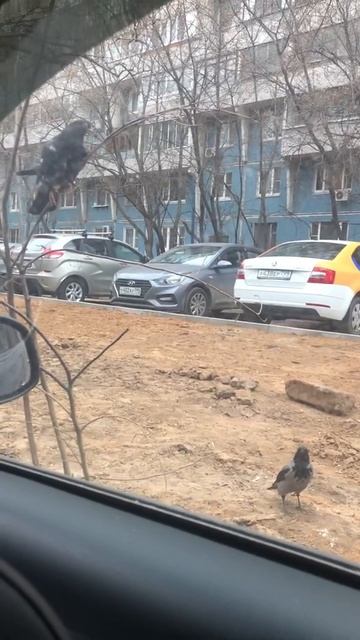 Воронья охота на голубя))) смотреть онлайн