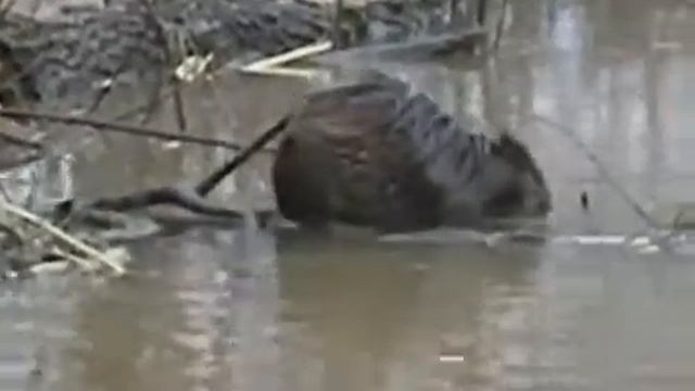 охота на бобра видео часть 1 'почти домашний бобр' AVI смотреть онлайн