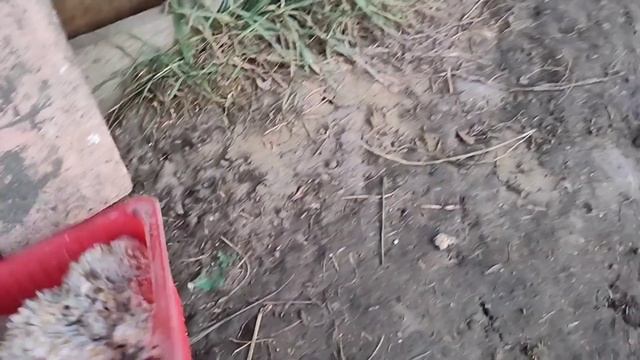 Поход на пустырь. смотреть онлайн