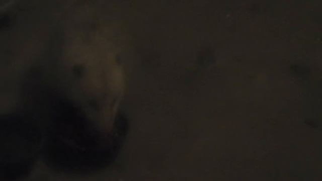 Possum on the proch смотреть онлайн