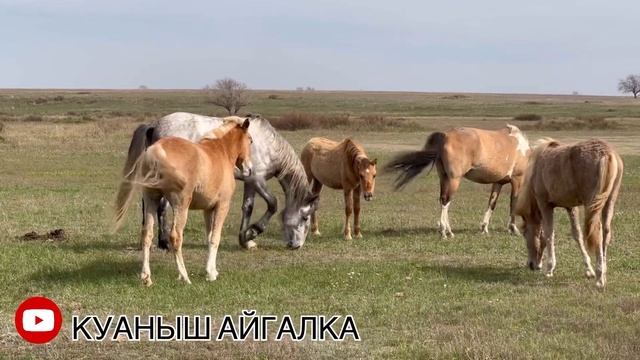 Коневодства фильм про лошадей табун жеребца Орловский Рысак ОРЛИК Жылкылар Асау үйір Шок контент хи смотреть онлайн