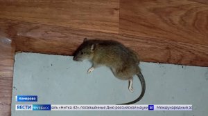 Первая линия против крыс: кемеровчане жалуются на антисанитарию