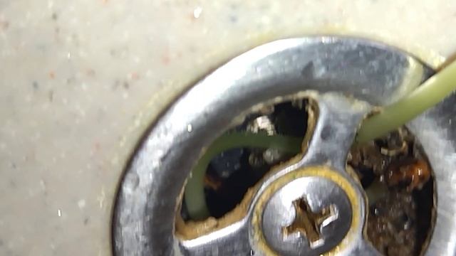 Росток вырос из раковины