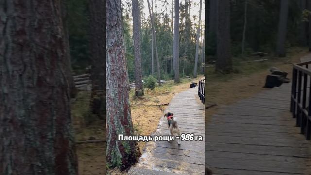 Экологический маршрут «Лиственничная роща» Ленинградская область #dog #beagle #liketime #ecotourism