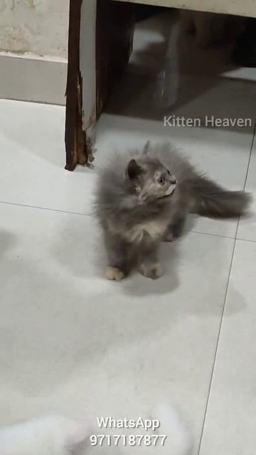 Cute Kittens Playing and Meowing | Persian, Siberian, Russian Blue смотреть онлайн