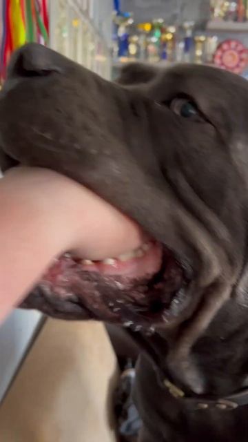 Собака приставака #cane #канекорсо #canecorso #tttt #canecorsoitaliano #канекорсоитальяно смотреть онлайн