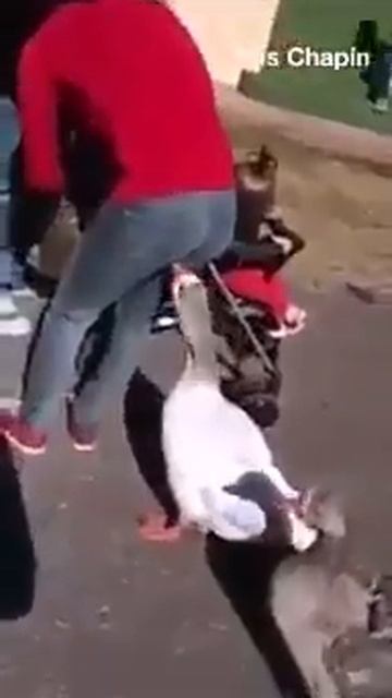 Гусь укусил девушку ......... смотреть онлайн