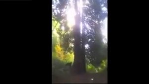 Встреча в лесу с медведем Hde