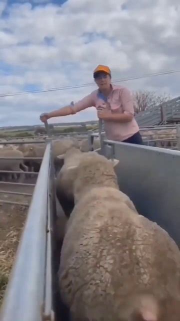 #гиссарские_овцы #гиссарские_бараны #гиссар #сельскоехозяйство #бараны #животноводство #shorts смотреть онлайн