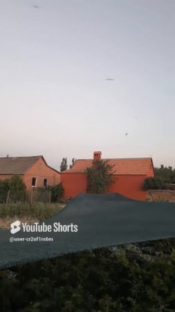 НАШЕСТВИЕ ОГРОМНЫХ СТРЕКОЗ!!!Shorts