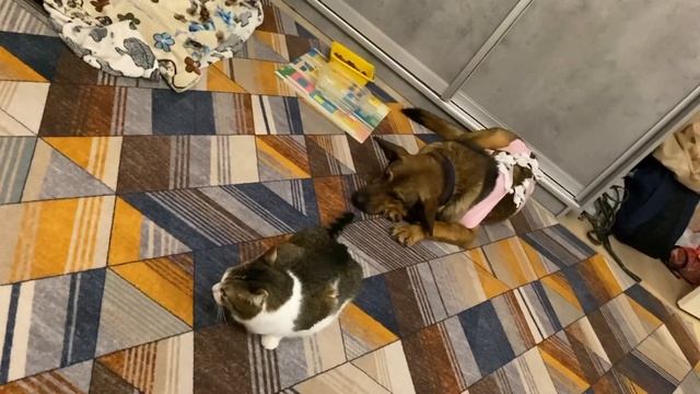 Собака Маша знакомится с кошками🐕🐈