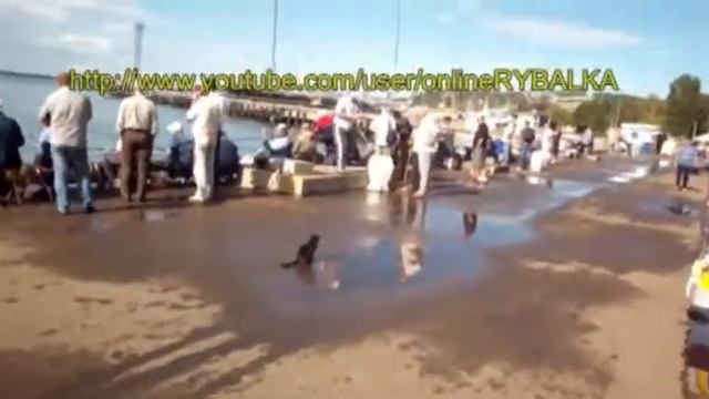 кот похитил рыбу смотреть онлайн