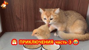 Приключения Цыпленка с Кошками 😹🐤❣️ часть 3