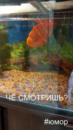 #юмор ЧЁ СМОТРИШЬ?