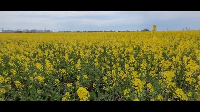 Рапсовое поле Какая красота смотреть онлайн