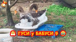 Ландские гуси заполнили емкости Гуси у Бабуси часть 9