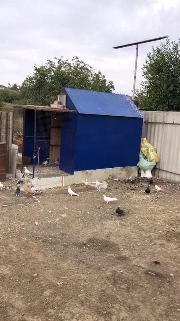 Бакинские голуби смотреть онлайн