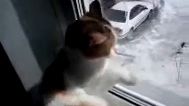 Котэ просится на улицу  Прикол